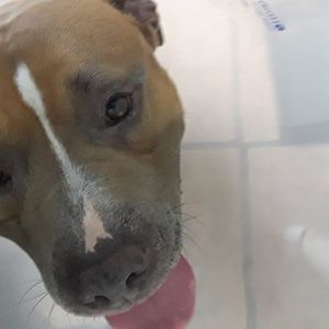 Meet your Posher, Tommy